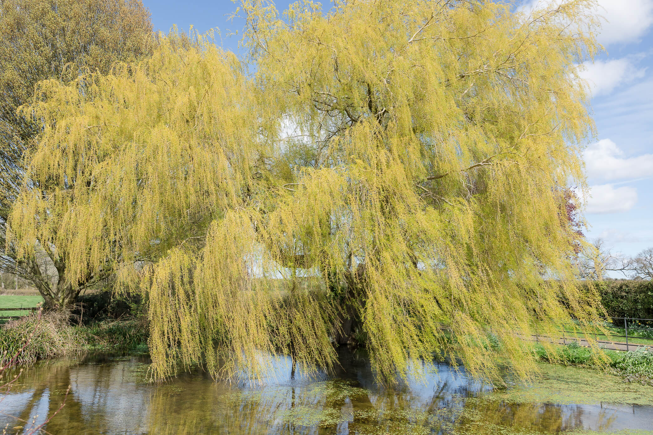 A weeping willow tree blowing in the wind on a beautiful, sunny, summer day at a Caswell House wedding