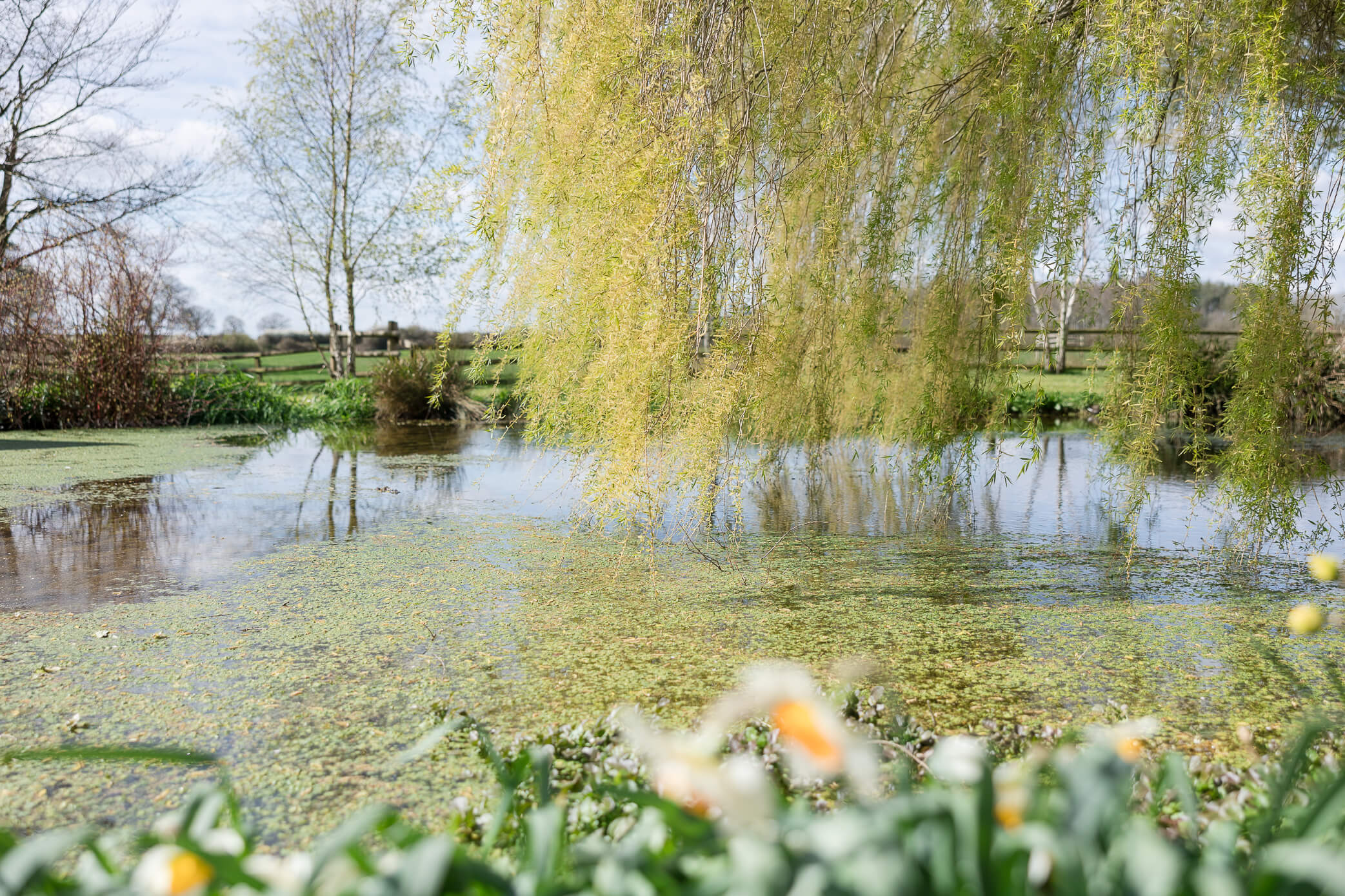 A pond with a weeping willow tree overhanging and lovely blooming daffodils in the foreground