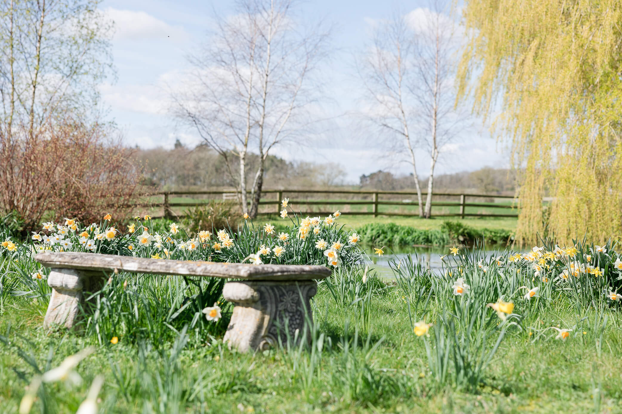 A stone bench next to a pond and weeping willow tree, surrounded by blooming daffodils on a gorgeous day
