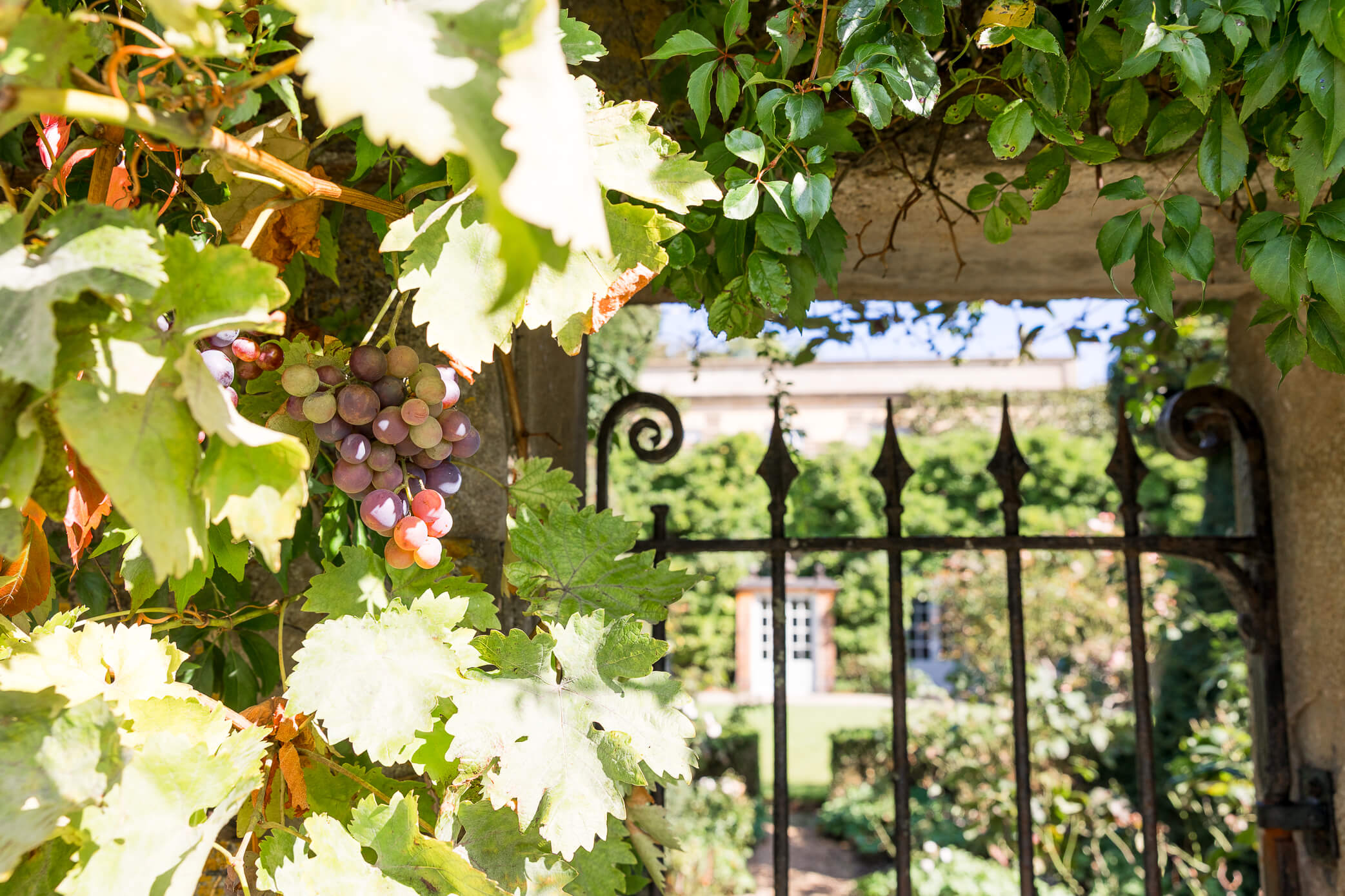 the cloisters through the iron fence, with grapes hanging on the vines above