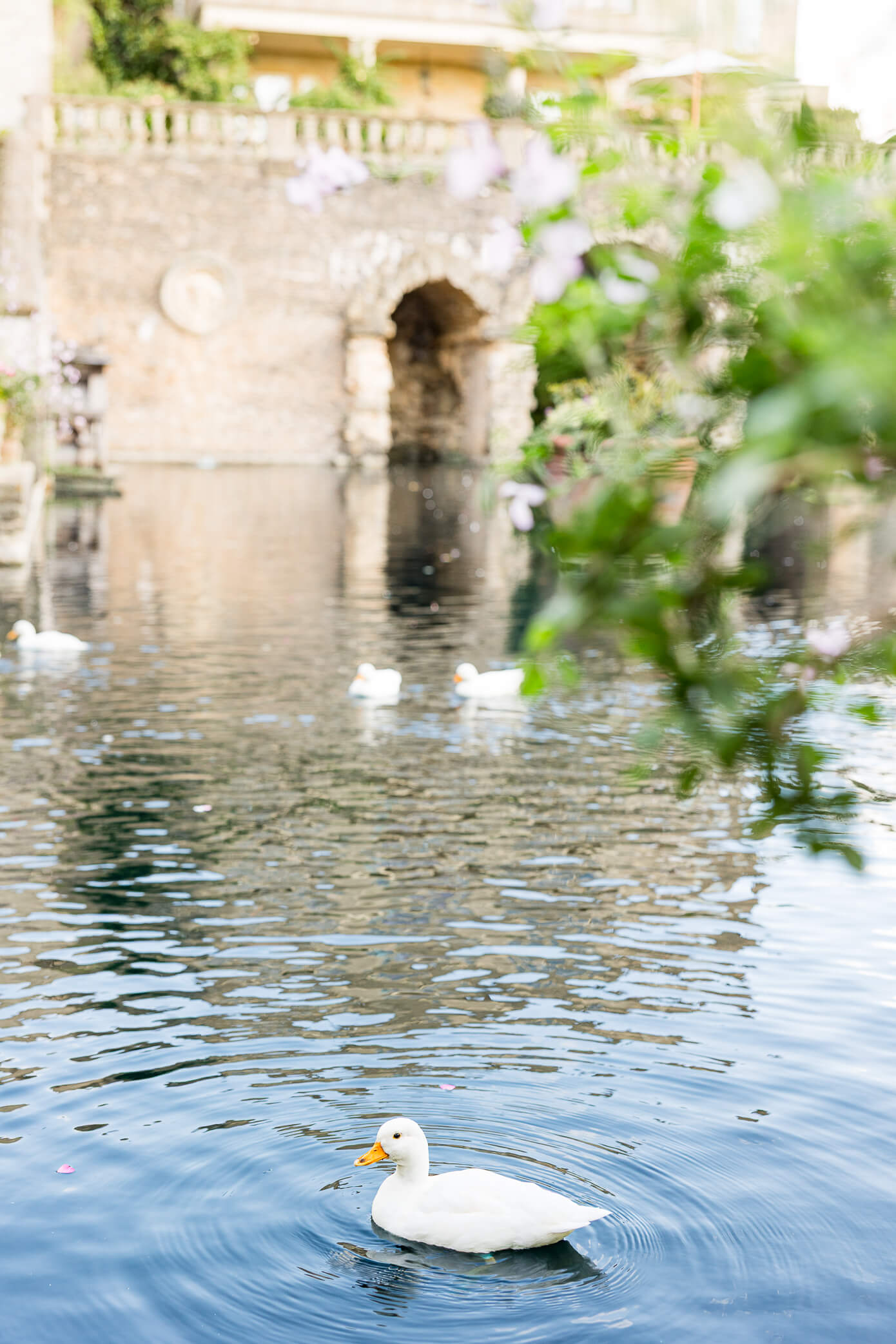 White ducks floating in the boating lake at a Euridge Manor wedding